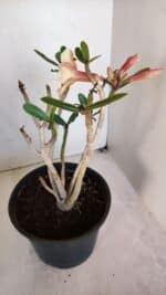 Planta Simples 3045 – 35cm – 03 anos - Imagem 5