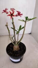 Planta Simples 3046 – 30cm – 03 anos - Imagem 2