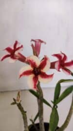 Planta Simples 3046 – 30cm – 03 anos