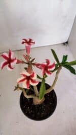 Planta Simples 3046 – 30cm – 03 anos - Imagem 4