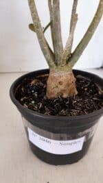 Planta Simples 3046 – 30cm – 03 anos - Imagem 7