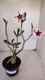 Planta Simples 3047 – 35cm – 03 anos - Imagem 2