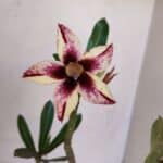 Planta Simples 3047 – 35cm – 03 anos