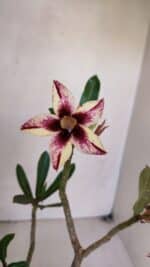 Planta Simples 3047 – 35cm – 03 anos