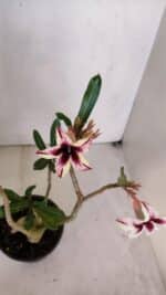 Planta Simples 3047 – 35cm – 03 anos - Imagem 4