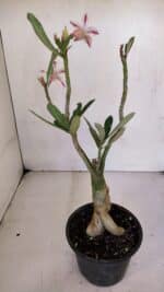 Planta Simples 3047 – 35cm – 03 anos - Imagem 6