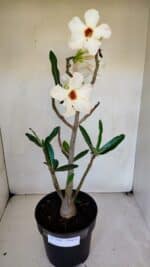 Planta Simples 3048 – 45cm – 03 anos - Imagem 2