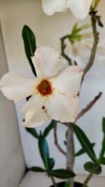 Planta Simples 3048 – 45cm – 03 anos - Imagem 5