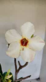 Planta Simples 3048 – 45cm – 03 anos