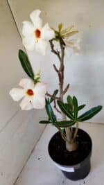 Planta Simples 3048 – 45cm – 03 anos - Imagem 4