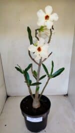 Planta Simples 3048 – 45cm – 03 anos - Imagem 8