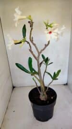 Planta Simples 3048 – 45cm – 03 anos - Imagem 7