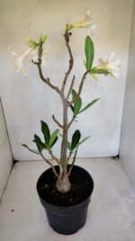 Planta Simples 3048 – 45cm – 03 anos - Imagem 6