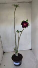 Planta Simples 3049 – 35cm – 03 anos - Imagem 2