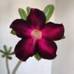 Planta Simples 3049 – 35cm – 03 anos