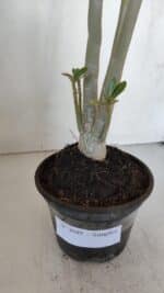 Planta Simples 3049 – 35cm – 03 anos - Imagem 7