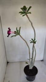 Planta Simples 3049 – 35cm – 03 anos - Imagem 6