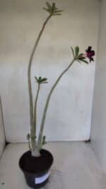 Planta Simples 3049 – 35cm – 03 anos - Imagem 5