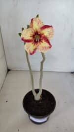 Planta Simples 3051 – 30cm – 01 ano - Imagem 5