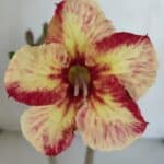 Planta Simples 3051 – 30cm – 01 ano