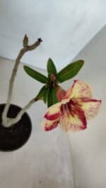 Planta Simples 3051 – 30cm – 01 ano - Imagem 4