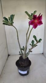 Planta Simples 3052 – 35cm – 03 anos - Imagem 2