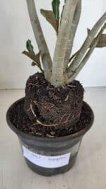 Planta Simples 3052 – 35cm – 03 anos - Imagem 5