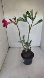 Planta Simples 3052 – 35cm – 03 anos - Imagem 6