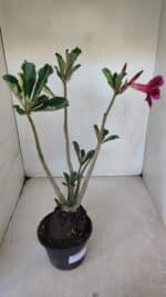 Planta Simples 3052 – 35cm – 03 anos - Imagem 4