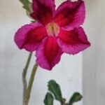 Planta Simples 3052 – 35cm – 03 anos