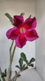 Planta Simples 3052 – 35cm – 03 anos