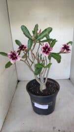 Planta Simples 3053 – 35cm – 03 anos - Imagem 2