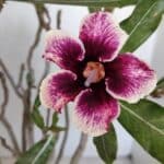 Planta Simples 3053 – 35cm – 03 anos