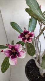 Planta Simples 3053 – 35cm – 03 anos - Imagem 4