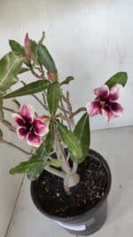 Planta Simples 3053 – 35cm – 03 anos - Imagem 7