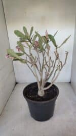 Planta Simples 3053 – 35cm – 03 anos - Imagem 8