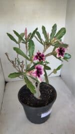 Planta Simples 3053 – 35cm – 03 anos - Imagem 6