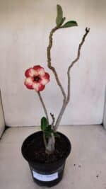 Planta Simples 3054 – 30cm – 02 anos - Imagem 2