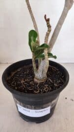 Planta Simples 3054 – 30cm – 02 anos - Imagem 6