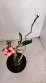 Planta Simples 3054 – 30cm – 02 anos - Imagem 4