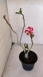 Planta Simples 3054 – 30cm – 02 anos - Imagem 5