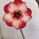 Planta Simples 3054 – 30cm – 02 anos