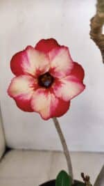 Planta Simples 3054 – 30cm – 02 anos