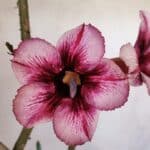 Planta Simples 3055 – 35cm – 03 anos