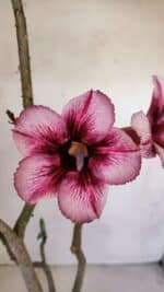 Planta Simples 3055 – 35cm – 03 anos