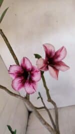 Planta Simples 3055 – 35cm – 03 anos - Imagem 4