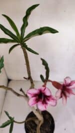 Planta Simples 3055 – 35cm – 03 anos - Imagem 5