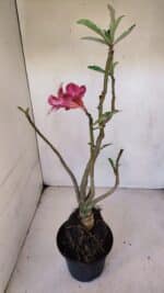 Planta Simples 3055 – 35cm – 03 anos - Imagem 7