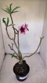 Planta Simples 3055 – 35cm – 03 anos - Imagem 6