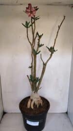 Planta Simples 3056 – 55cm – 04 anos - Imagem 2